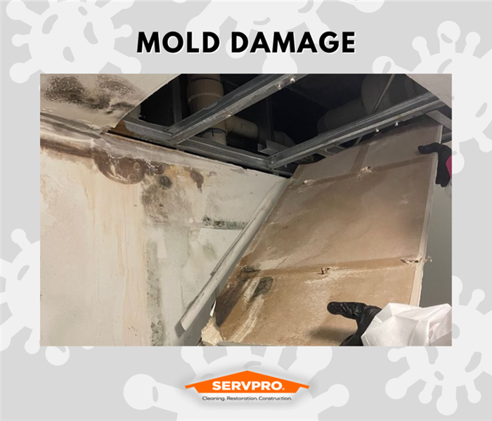 MOLD REMEDIATION