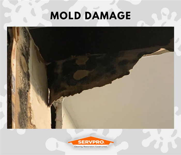 MOLD REMEDIATION