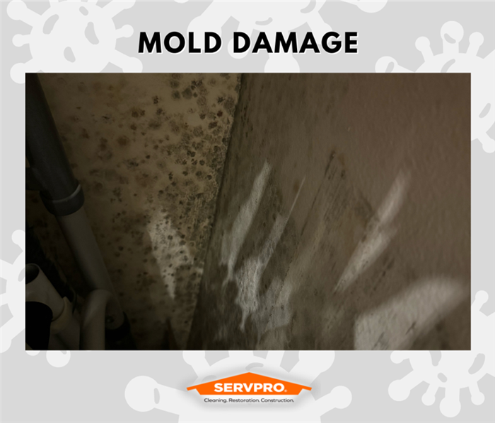 MOLD REMEDIATION