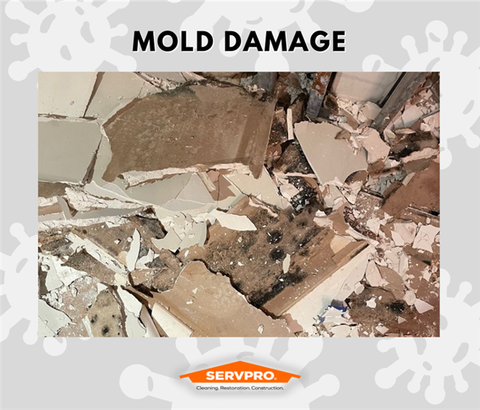 MOLD REMEDIATION