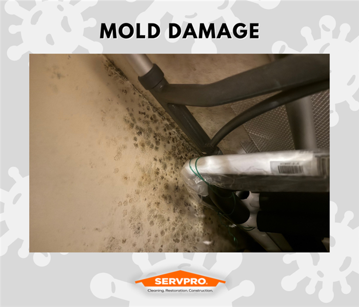 MOLD REMEDIATION