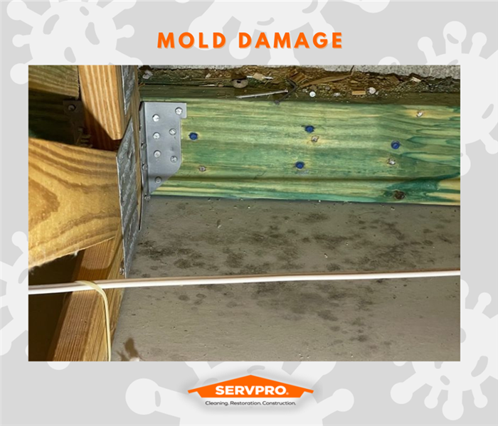 MOLD REMEDIATION