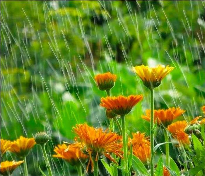 Rain falling over flowers